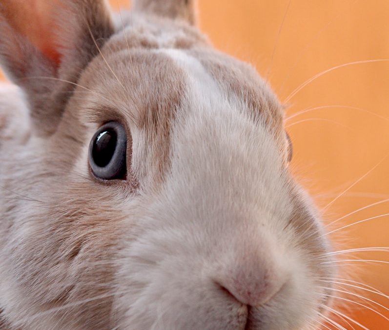 closeup photo of gray rabbit