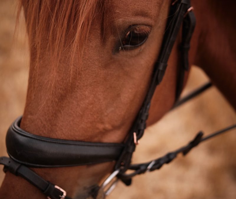 brown horse with black leather strap