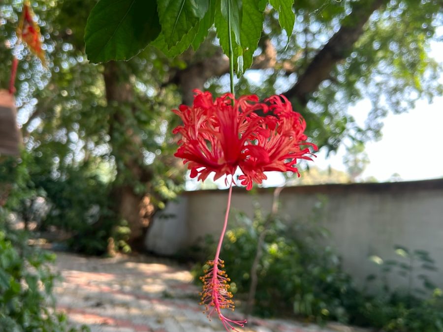 a red flower is hanging from a tree