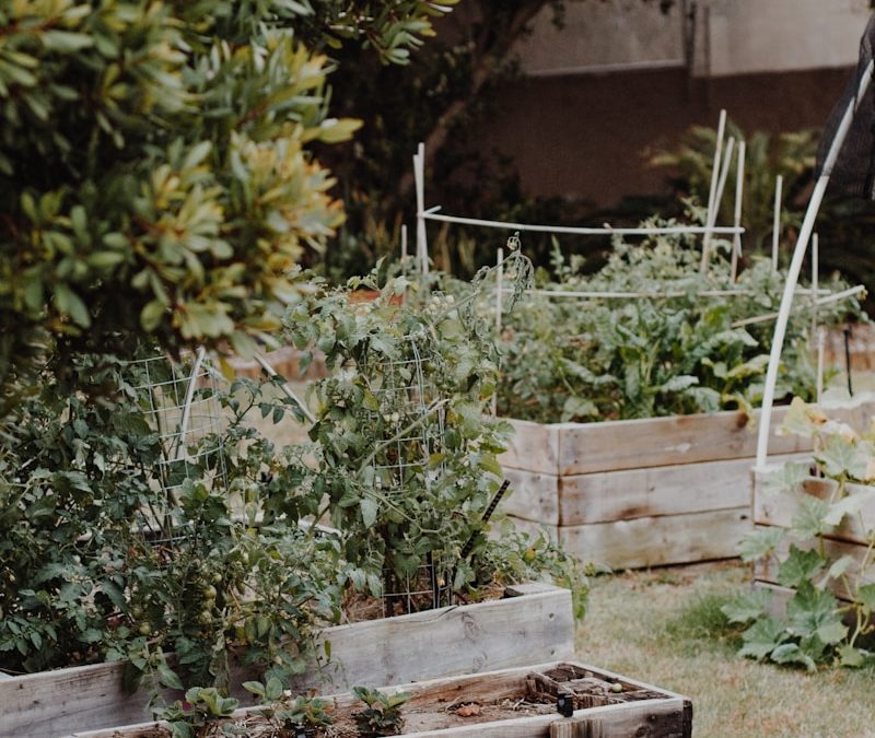 green plants on brown wooden crate