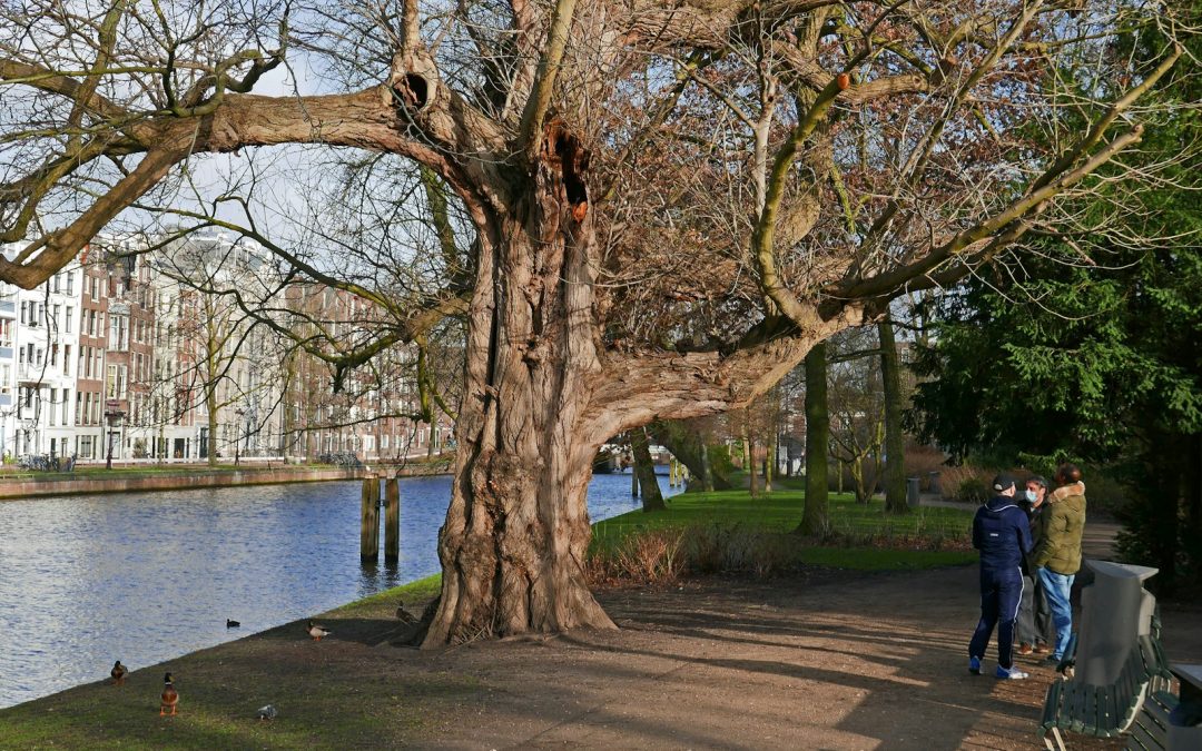 a couple of people standing next to a tree near a body of water