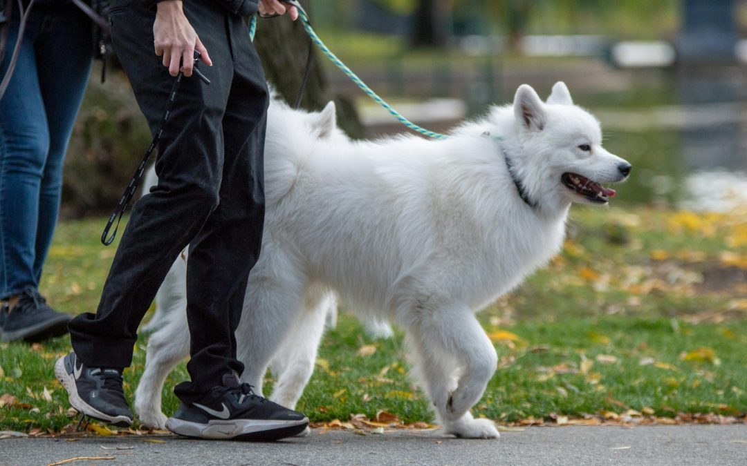 a person walking a white dog on a leash