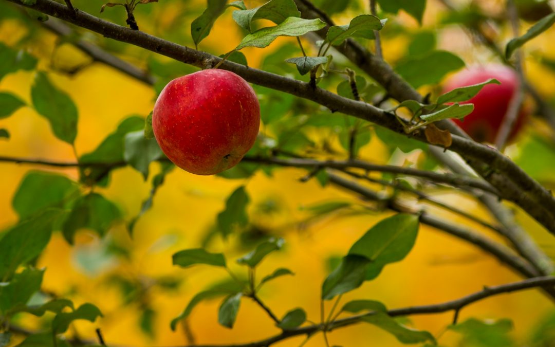 a red apple hanging from a tree branch