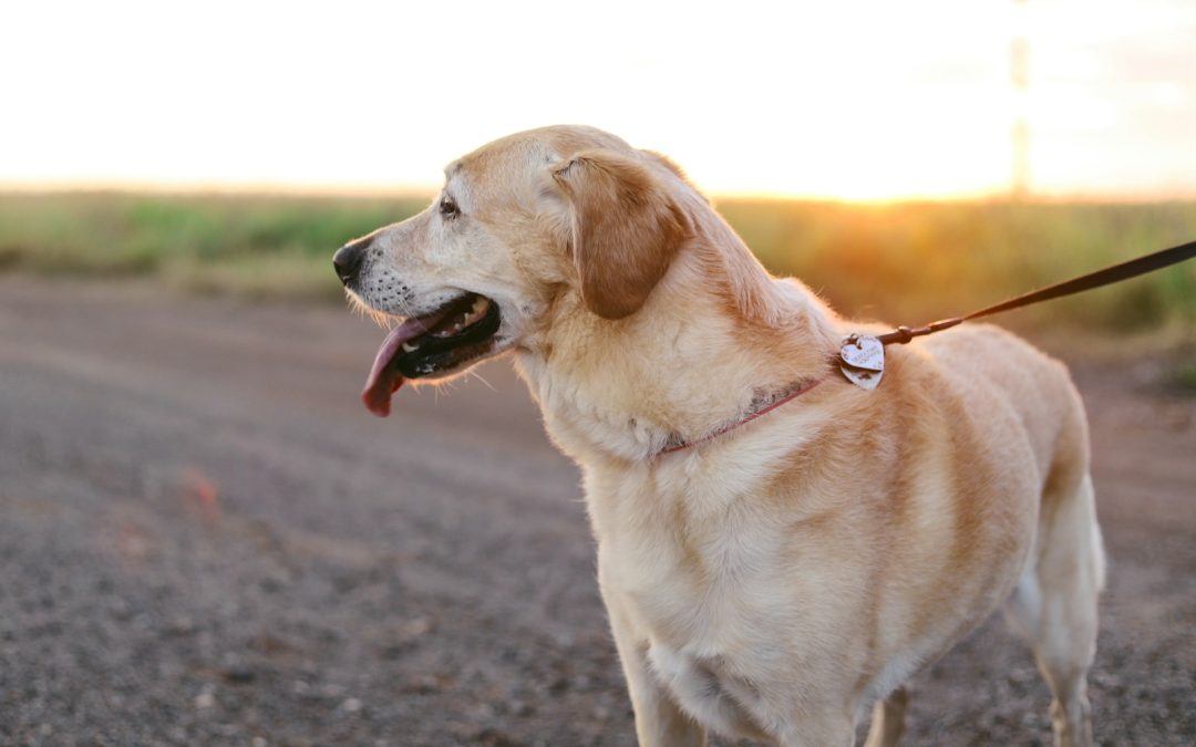 yellow Labrador Retriever standing on ground at daytime