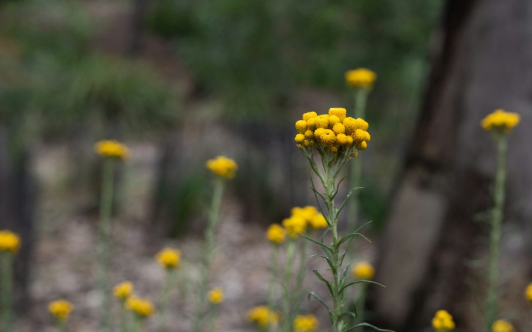 Understanding Native Plants: Eco-Friendly Gardening & Conservation