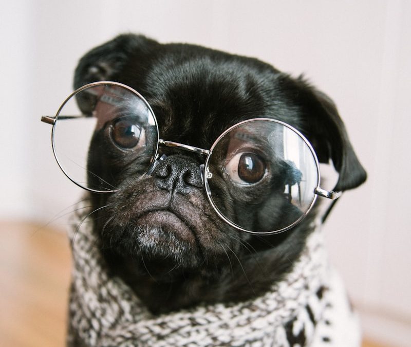 adult black pug