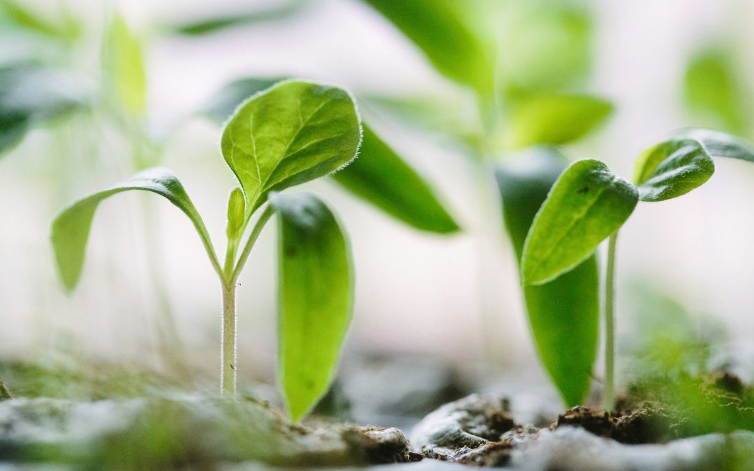 green plants on soil