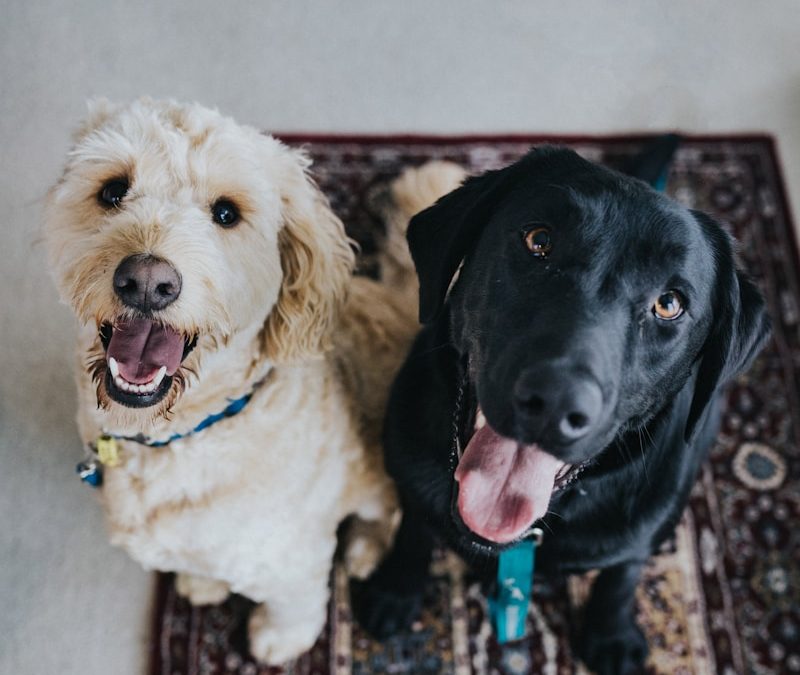 two dogs sitting on maroon area rug