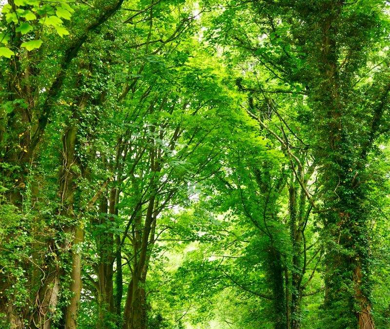 gray concrete road top between green trees