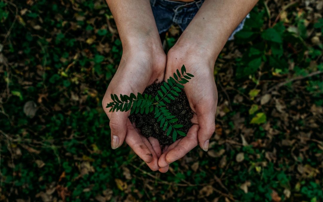 green plant