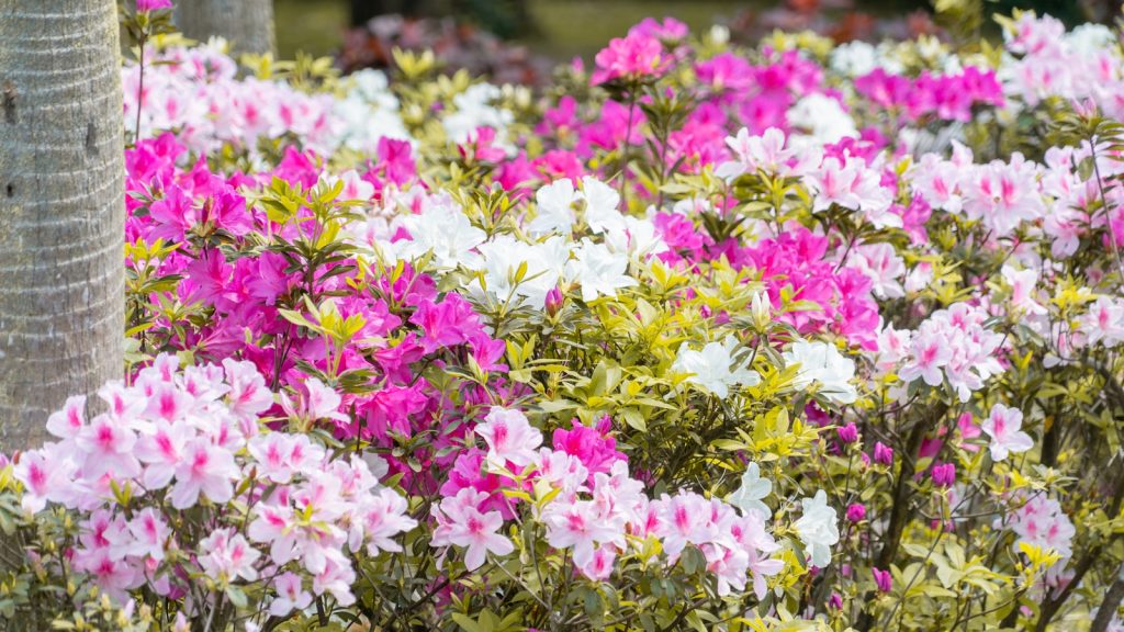 a bunch of pink and white flowers next to a palm tree